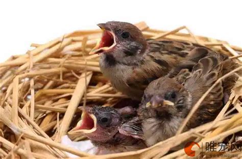 麻雀幼鳥死前的徵兆